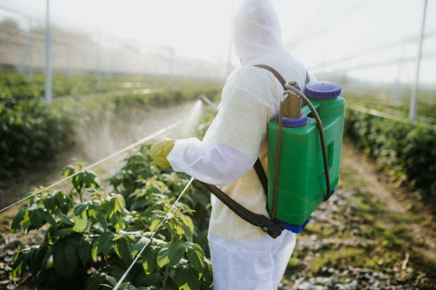 Wasp Removal Services in Providence, RI